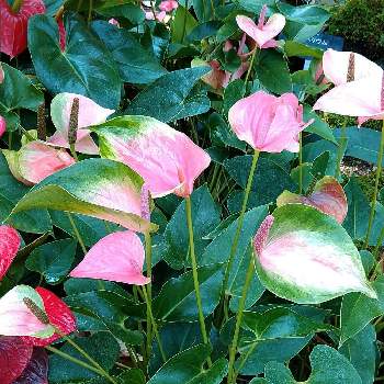 京都府立植物園温室の投稿画像一覧 Greensnap グリーンスナップ