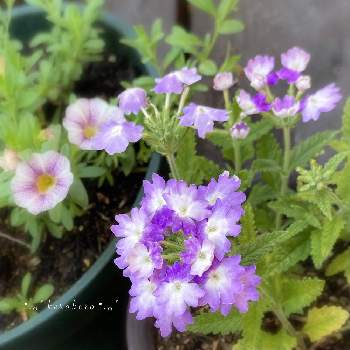 宿根バーベナ,カリブラコア,鉢植え,育成中,紫色の花の画像
