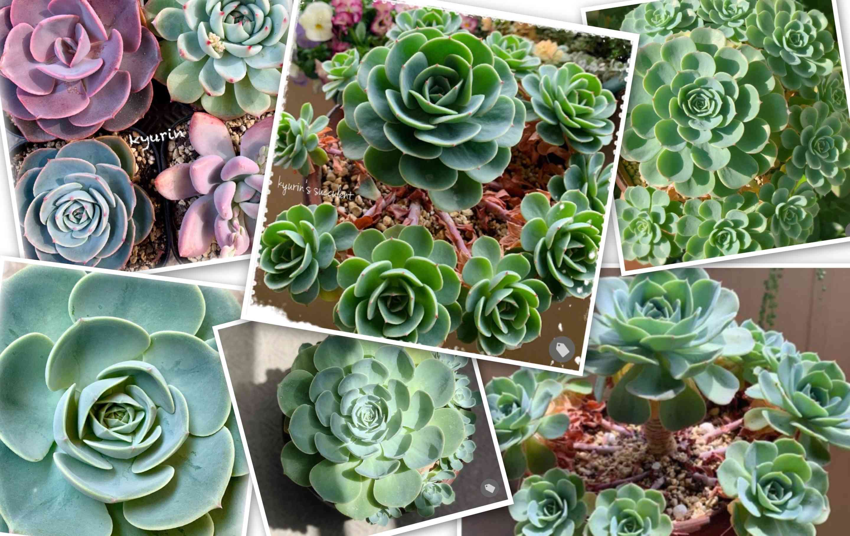 七福神の記録｜🍀GreenSnap（グリーンスナップ）