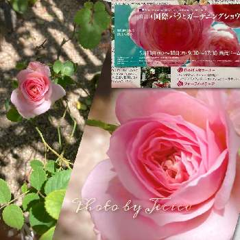 可愛いバラの投稿画像一覧 Greensnap グリーンスナップ