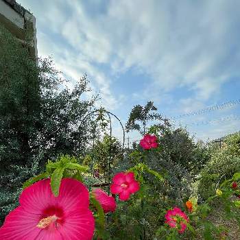 広いお庭の画像 by ラックスさん | 広い庭とタイタン  ハイビスカスと庭の花と花のある生活と夏の花と広いお庭とガーデニング