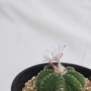 サボテン 花籠の投稿画像一覧 Greensnap グリーンスナップ サボテン 花籠の投稿画像一覧 Greensnap グリーンスナップ