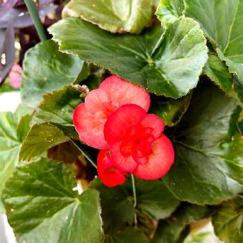 好みの色の画像 by ぴょんさん | ベゴニアとだいすきと赤い花❤と可愛い❤と綺麗なお花❤とベランダガーデンと好みの色と花のある暮らしと暑いですね