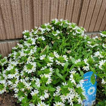 サンクエール の投稿画像一覧 Greensnap グリーンスナップ