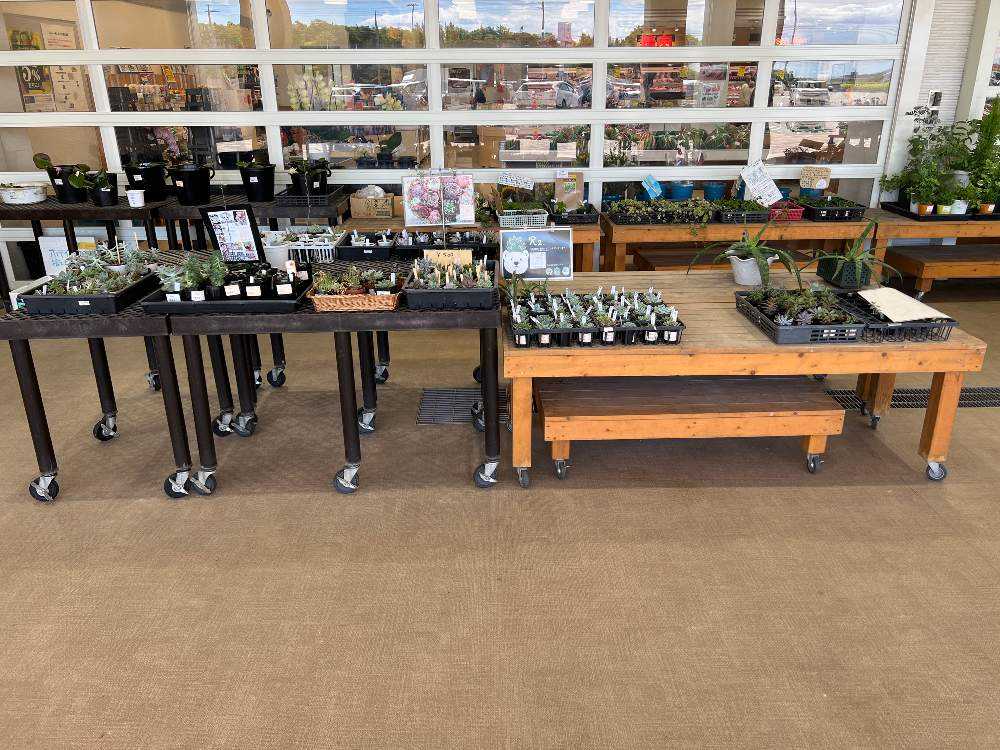 📸にじいろふぁーみんの多肉コーナー｜🍀GreenSnap（グリーンスナップ）