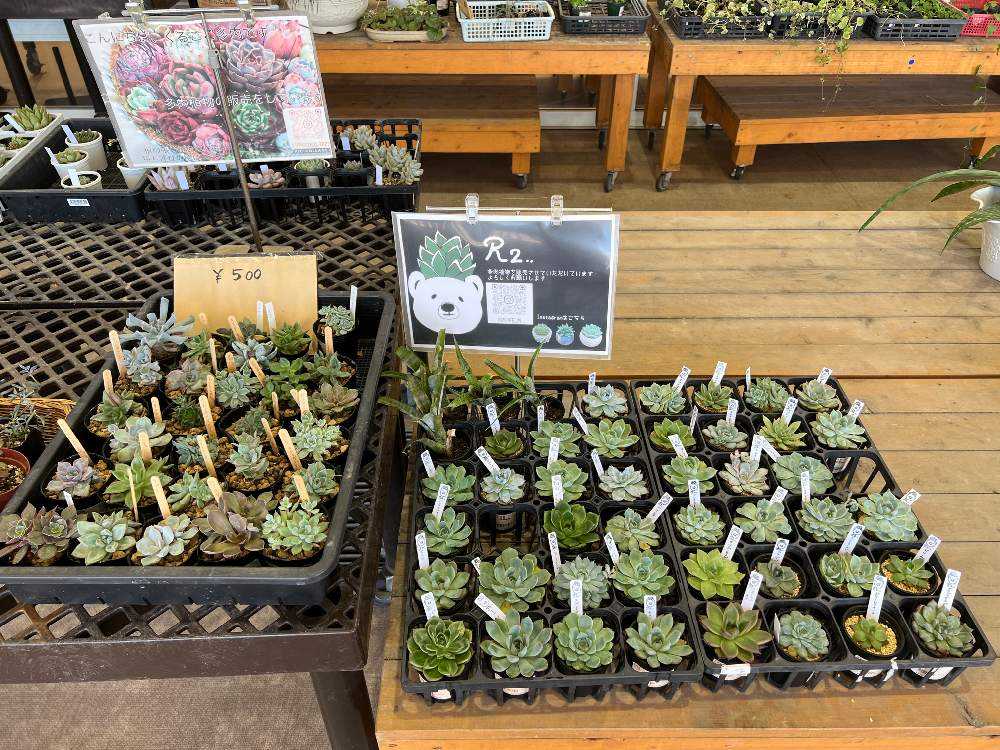 📸にじいろふぁーみんの多肉コーナー｜🍀GreenSnap（グリーンスナップ）