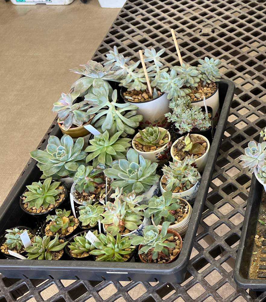 専用コーナー　多肉植物 やさいバス/多肉植物詰め合わせ40種セット