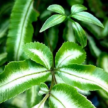 プテリス,常緑,観葉植物,オオバノイノモトソウ☆,オオバノイノモトソウ アルボリネアタの画像