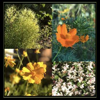 オレンジコスモスの投稿画像一覧 Greensnap グリーンスナップ オレンジコスモスの投稿画像一覧 Greensnap グリーンスナップ