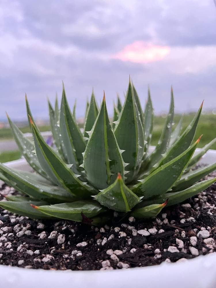 大人女性の アロエ ポリフィラ 植物 観葉植物 インテリア 住まい 小物 Belvtor By