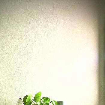 夜の一枚の画像 by Usagiさん | 部屋とポトスライムとピレア・ぺぺロミオイデスとコーヒーの木と観葉植物と植物のある暮らしと夜の一枚と観葉植物のある暮らしと観葉植物がスキとおやすみなさい⭐とインテリアグリーン