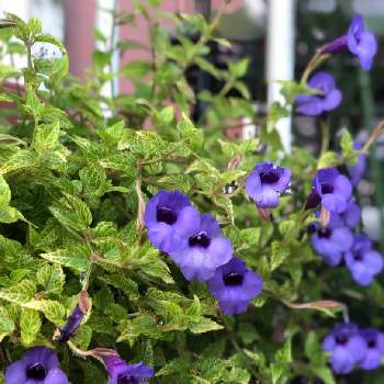 トレニア コンカラー 斑入りの投稿画像一覧 Greensnap グリーンスナップ