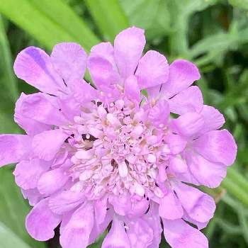 スカビオサ ピンクレースの投稿画像一覧 Greensnap グリーンスナップ