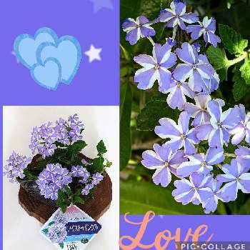 植物愛の画像 by リベカさん | 部屋とスーパーべナ・アイストゥインクルと庭の花でアレンジとGSに感謝。といつも心に太陽をと美しく青きドヨウと花のある暮らしと私史上最高のPWと紫のお花と植物愛