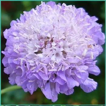 ♡今日のお花♡の画像 by シェリーさん | お出かけ先とスカビオサと♡今日のお花♡と紫色とキラキラ✨と薄紫色の花と今日のお花♡と❇キラキラ輝いて❇と美しく咲くともふもふ大好きともふもふ♡と薄紫色と今日のお花とスカビオサの花と薄紫色の花♡とスカビオサ♡といつも心に太陽をとスカビオサ紫と今日のお花❣️と蕾応援団と美しく青きドヨウと今日のお花❀