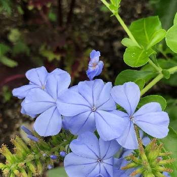 ルリマツリ(プルンパーゴ)の画像 by Cimarronさん | お出かけ先とルリマツリ(プルンパーゴ)とブルーの花とクールビューティー