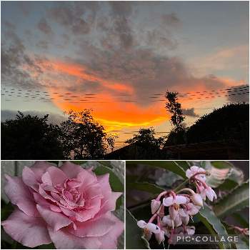 良い一日を…の画像 by decoさん | 良い一日を…とばら バラ 薔薇とおうち園芸