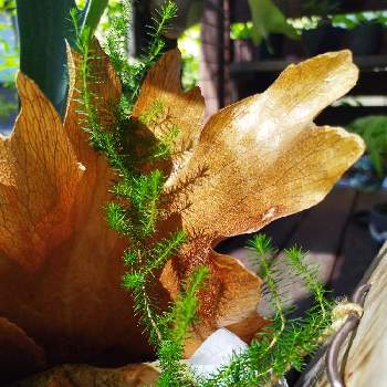 スギゴケの画像 by チャーミーさん | スギゴケと植物のある暮らしと ビカクシダ