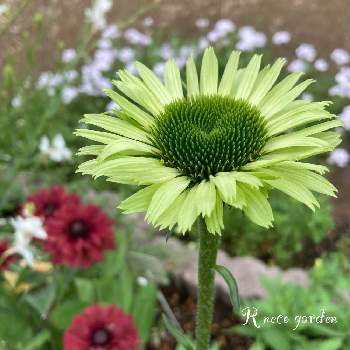 エキナセア グリーンジュエルの投稿画像一覧 Greensnap グリーンスナップ