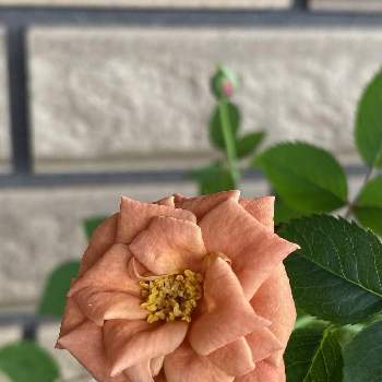 ミニバラ テディベアの投稿画像一覧 Greensnap グリーンスナップ