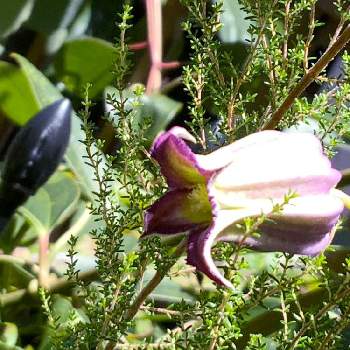 憧れの花の画像 by オードリーさん | 小さな庭とピンク❤︎ピンクとクレマチス♬と大好きなお花と憧れの花とクレマチス　淡紅藤とかわいいな♡と壺型クレマチス