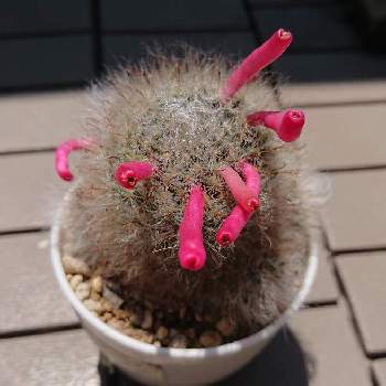 サボテン高砂の投稿画像一覧 Greensnap グリーンスナップ