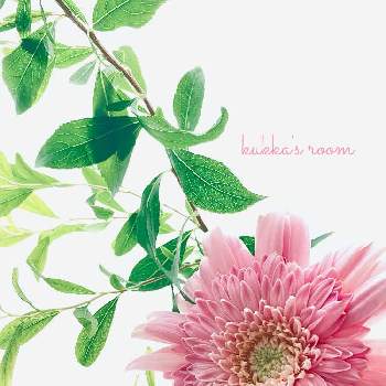 逆光の画像 by kukkaさん | 部屋とユキヤナギとガーベラとみどりのある暮らしとスーパーマーケットの花と逆光とピンクの花と癒しと切り花を楽しむと花を飾ると穏やかな心とナチュラルスタイルと花のある暮らしと涼やかと切り花ときれいな葉っぱ
