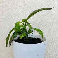 リュウキュウ藍,挿し木,草木染め,押し木,染料の画像