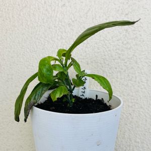 リュウキュウ藍,挿し木,草木染め,押し木,染料の画像