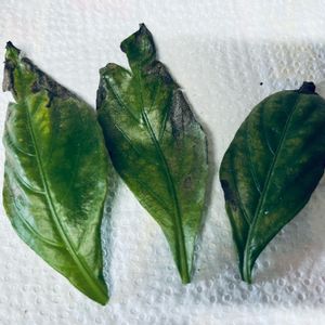リュウキュウ藍,挿し木,草木染め,押し木,染料の画像