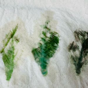 リュウキュウ藍,挿し木,草木染め,押し木,染料の画像