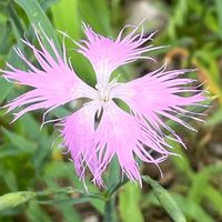 ナデシコ,カワラナデシコ,花壇,ガーデニング,山野草の画像