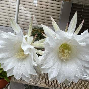 サボテン の花の画像 by reiさん | 小さな庭とサボテン の花とみどりのある暮らしと涼しげと植物のある暮らしと癒しとガーデニングとサボテンの花と白い花