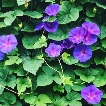 リュウキュウアサガオの画像 by chokuさん | リュウキュウアサガオと可愛いお花と今日のお花と道端に咲く花