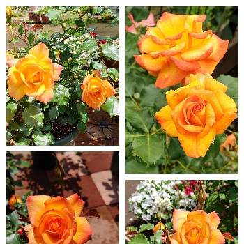 美しい薔薇の画像 by はっぴーさん | 小さな庭とばら バラ 薔薇とバラ大好きときれいなお花と美しい薔薇とお花に癒される日々とサハラ98と花のある暮らしと綺麗なお庭にしたい