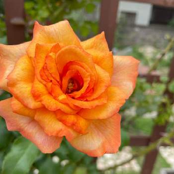 薔薇 ほほえみの画像 by Angela350さん | 広い庭とサハラ '98とあざやか！と優しさありがとうとカラフルな花とありがとうとつぼみがたくさんとオレンジ色と薔薇 ほほえみと笑顔がいちばんと花のある暮らしとかわいい花とひらひらとようこそ