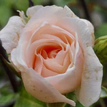 鉢植えのバラの画像 by IKUMAMAさん | 小さな庭と咲いてくれてありがとう❤とおうち園芸と鉢植えのバラとバラ・ミニバラとバラを楽しむ