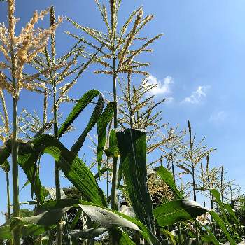 トウモロコシの穂の投稿画像一覧 Greensnap グリーンスナップ トウモロコシの穂の投稿画像一覧 Greensnap グリーンスナップ