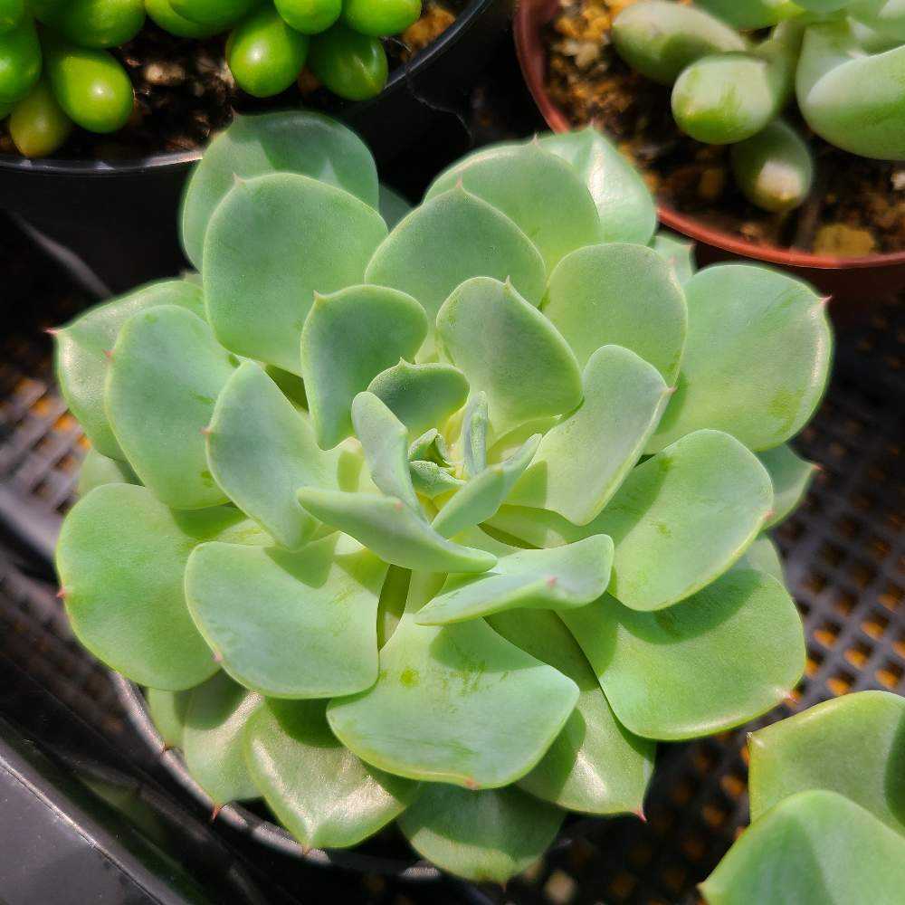 ギャラクシーブルーの成長記録💙✨｜🍀GreenSnap（グリーンスナップ）