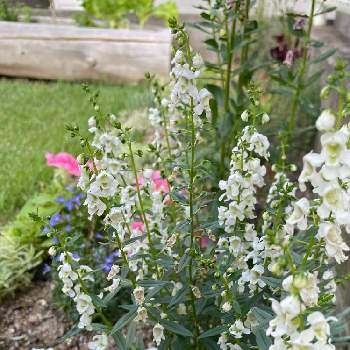 背の高い花の投稿画像一覧 Greensnap グリーンスナップ