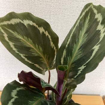 カラテア メダリオンの投稿画像一覧 Greensnap グリーンスナップ