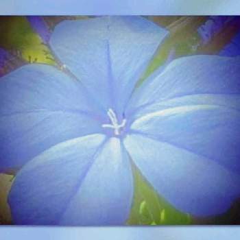 お花の夢♪の画像 by 秋草さん | グリーンアクセサリー♪とお花の夢♪と瑠璃色の世界とルリマツリ✽