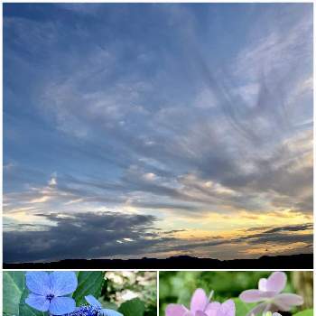 ガクアジサイ✨の画像 by サナさん | お出かけとガクアジサイ✨とガクアジサイ城ヶ崎と雲仲間とアジサイ　紫陽花と北山緑化植物園