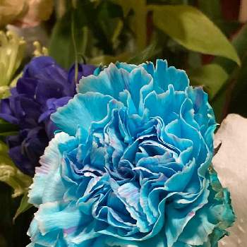 青色の花の画像 by 岡けんさん | カーネーション♡と青色の花