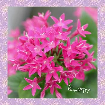 熱中症にご注意！の画像 by hiro2917さん | 小さな庭とペンタスと熱中症にご注意！とピンクのペンタスとコロナに負けるな‼️と花いろいろと花のある暮らしとピンクの花♡