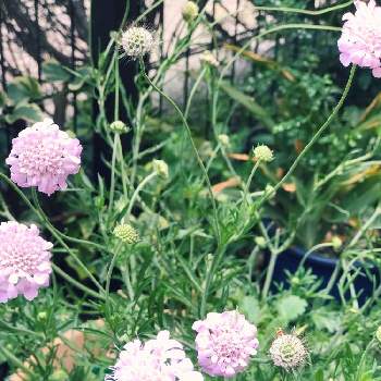 鉢植えのお花の画像 by ヒナックマさん | 小さな庭とスカビオサ アメジストピンクと夏の花と鉢植えのお花と今日のお花