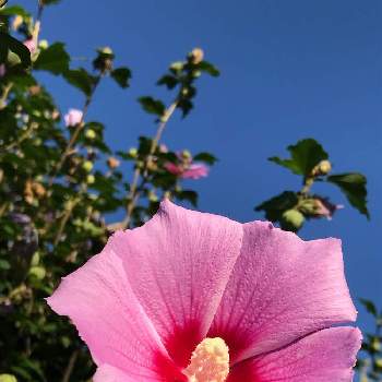木槿(ムクゲ)の画像 by よっちゃんさん | お出かけ先と木槿(ムクゲ)とムクゲとピンクの花と花のある生活と朝散歩と小さな庭で遊ぶとガーデニングとムクゲの花とほんとうの空のある福島と福島の空