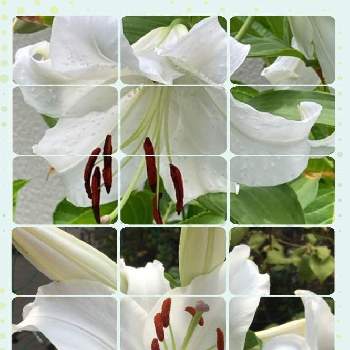 カサブランカ 白の画像 by manabeさん | お出かけ先とユリとカサブランカとカサブランカ 白と優雅と真っ白な花と今日のお花と香りが強い
