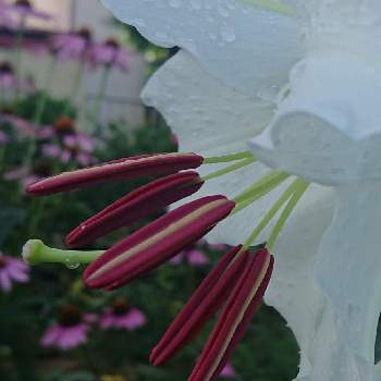シベの輝き❇️の画像 by ストケシアさん | 小さな庭とカサブランカとスマホ撮影とビューティフルサンデーとシベの輝き❇️と今日のお花と白い花