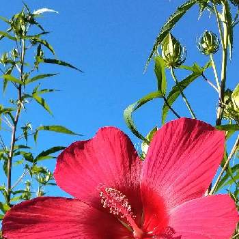 遊び心の画像 by とこちゃんさん | 小さな庭とモミジアオイと遊び心と大好きな色と癒しとGS映えときれいとおうち園芸と赤い花と花いろいろと可愛いと花のある暮らしと感激